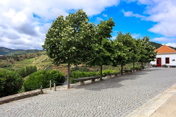 a path with trees on the side of a road