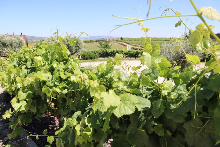 a close up of a flower garden