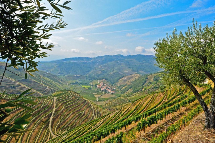Douro Valley Tour - 3 Wineries and Lunch
