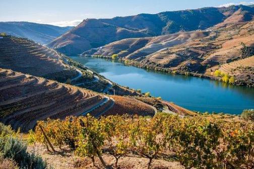 Douro Valley Tour - 3 Wineries and Lunch