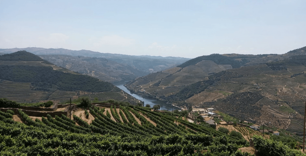 a large green field with a mountain in the background